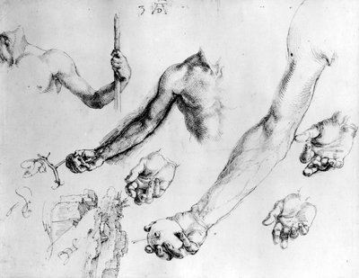 Studies voor de arm van Adam, 1504 door Albrecht Dürer